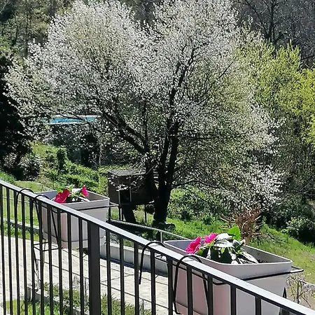 Il Ciliegio Di Zoe *